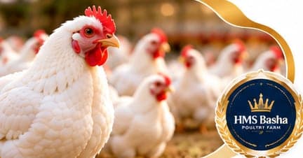 Broiler flock with the HMS Basha seal